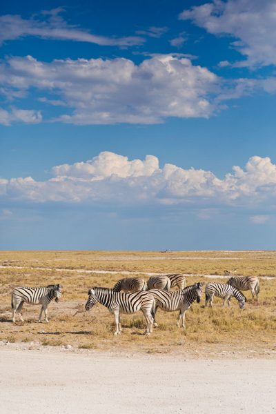 Zebra, Namibia
