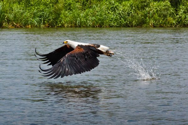 Birdlife Botswana