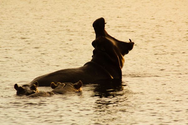 Hippos Zimbabwe
