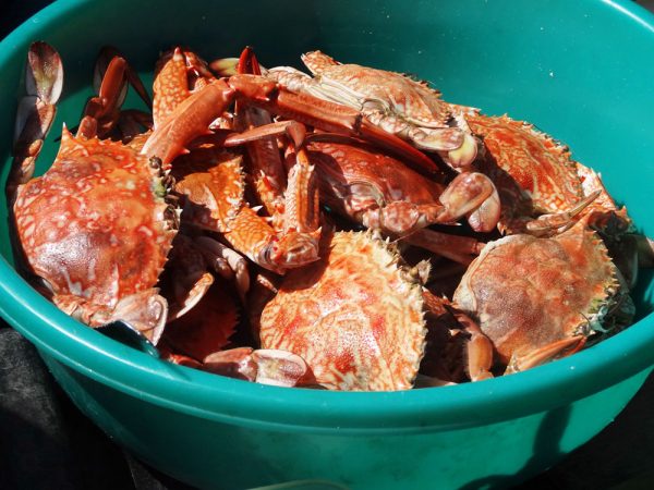 Mozambique crabs