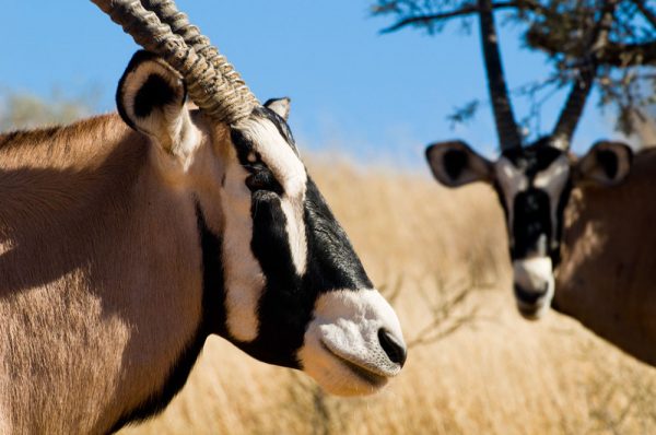 Wildlife, Namibia