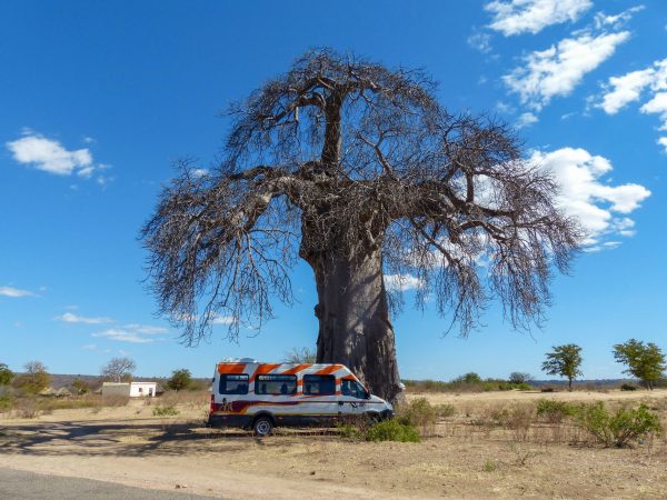 Zimbabwe Baobab