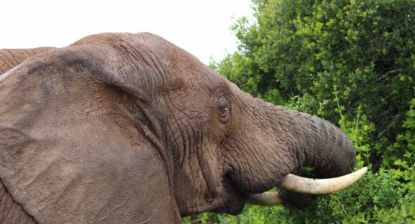Zambia elephant